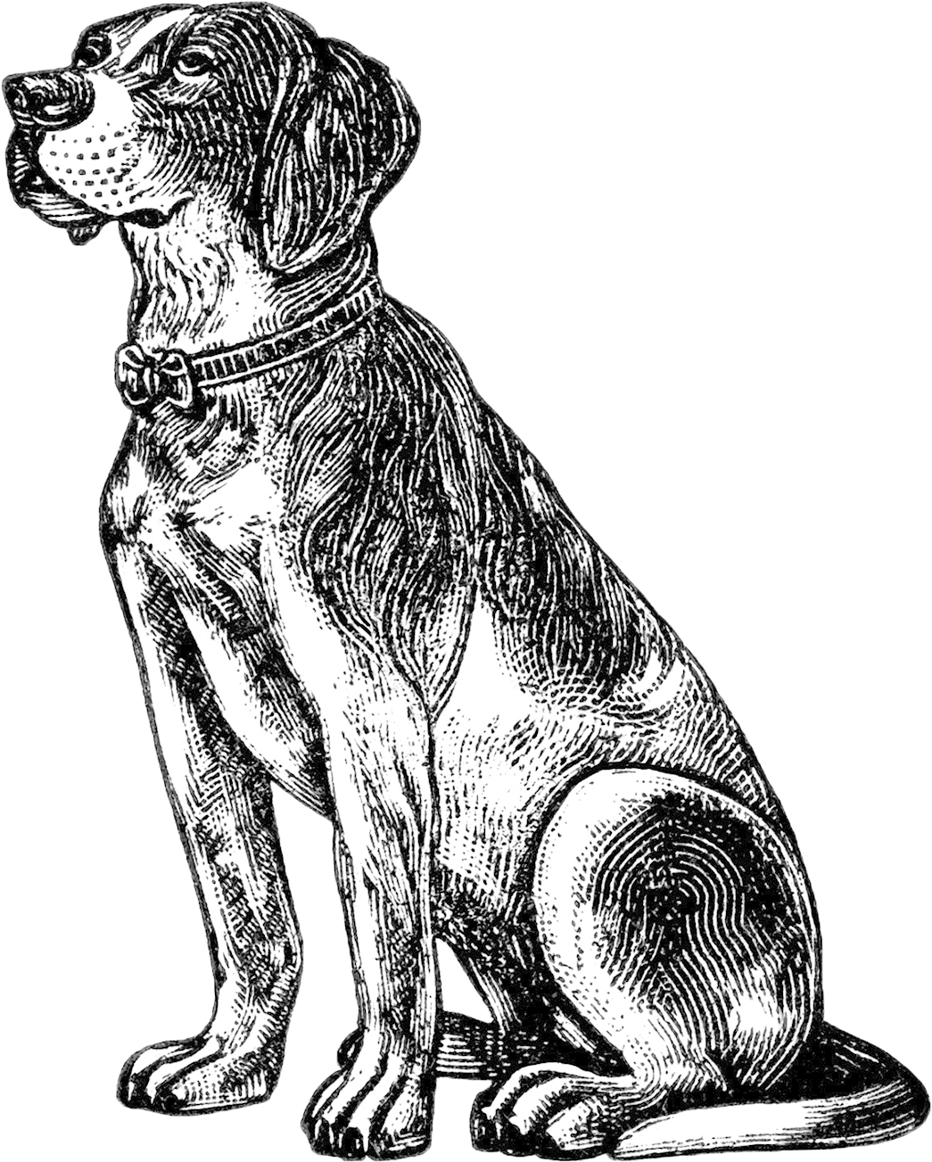 Dog Walking Services John The Dog Walker - Old Dog Clip Art Black And White (1270x1371), Png Download