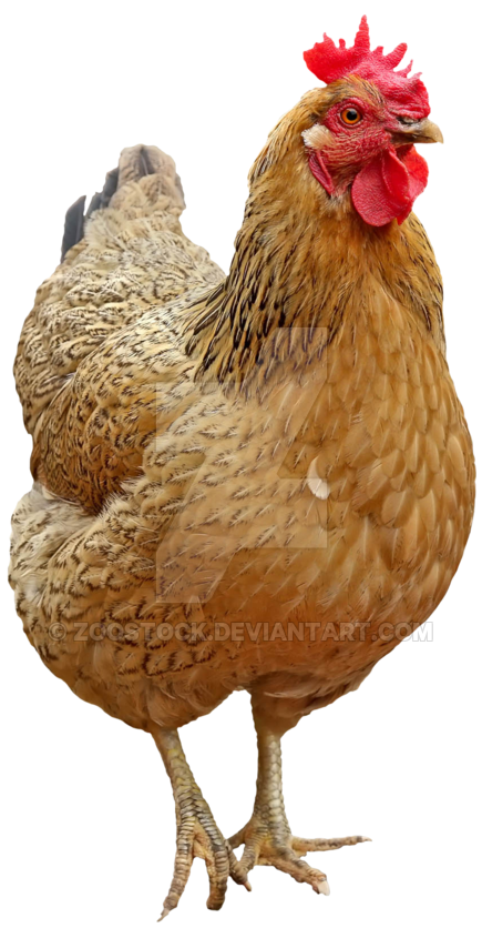 Download Bird Chicken Laying On A Transparent Background - Chicken