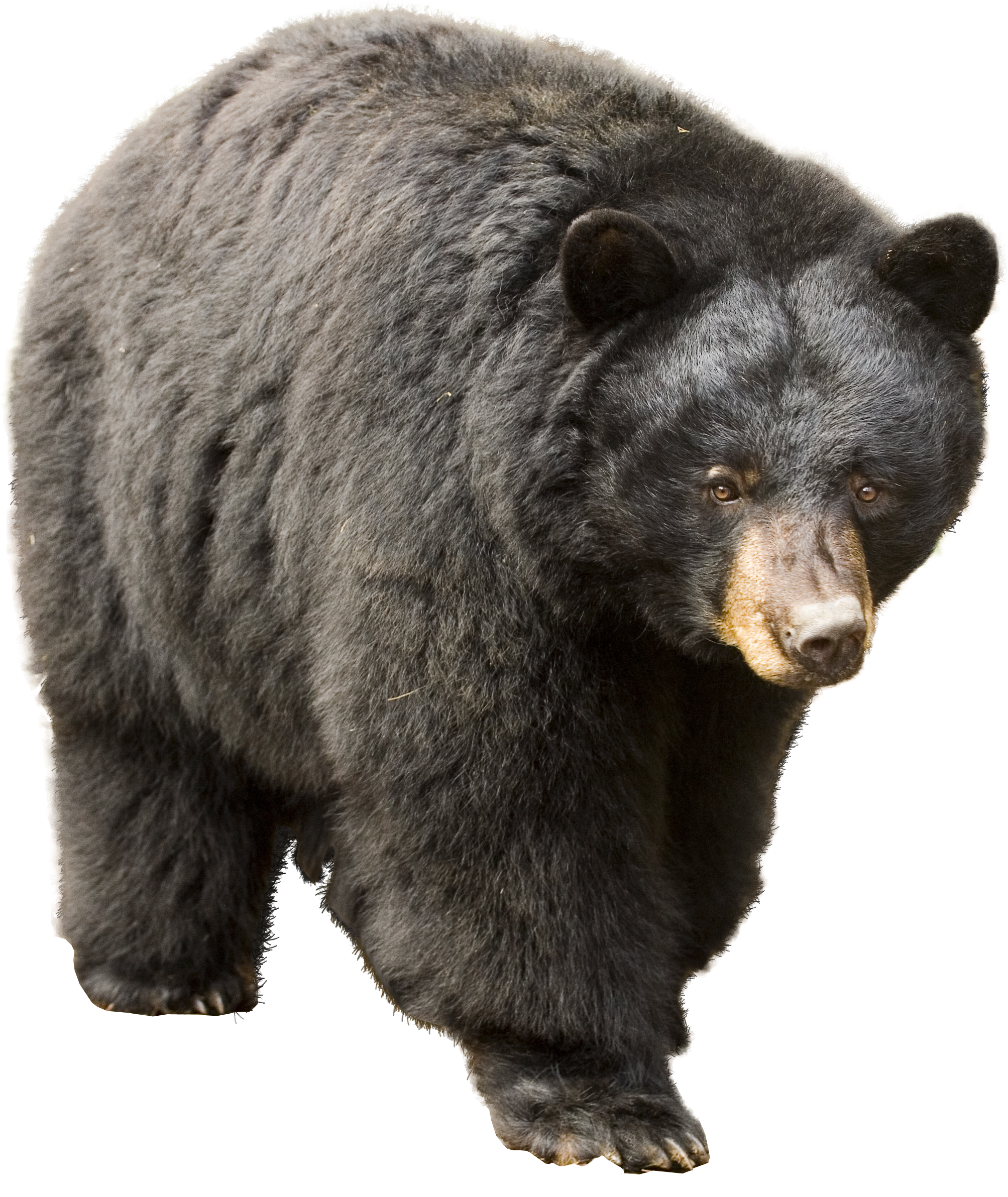 Bear Icon Clipart - American Black Bear Png (3364x2644), Png Download