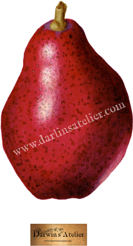 Pyrus Communis , Watercolor (1000x1100), Png Download