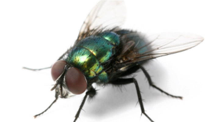 House Fly Png - Summer Annoying Creatures Meme (800x400), Png Download
