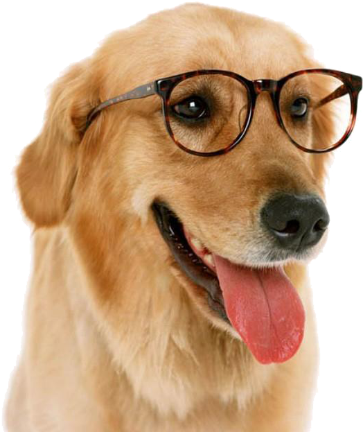Dog With Glasses Png (640x640), Png Download