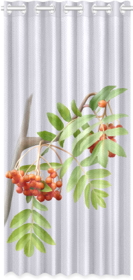 Rowan Tree Watercolor New Window Curtain 50" X - Watercolor Painting (500x500), Png Download