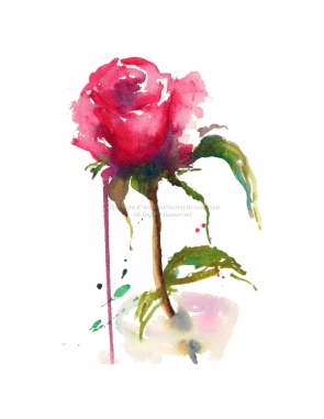 Garden Roses (380x380), Png Download
