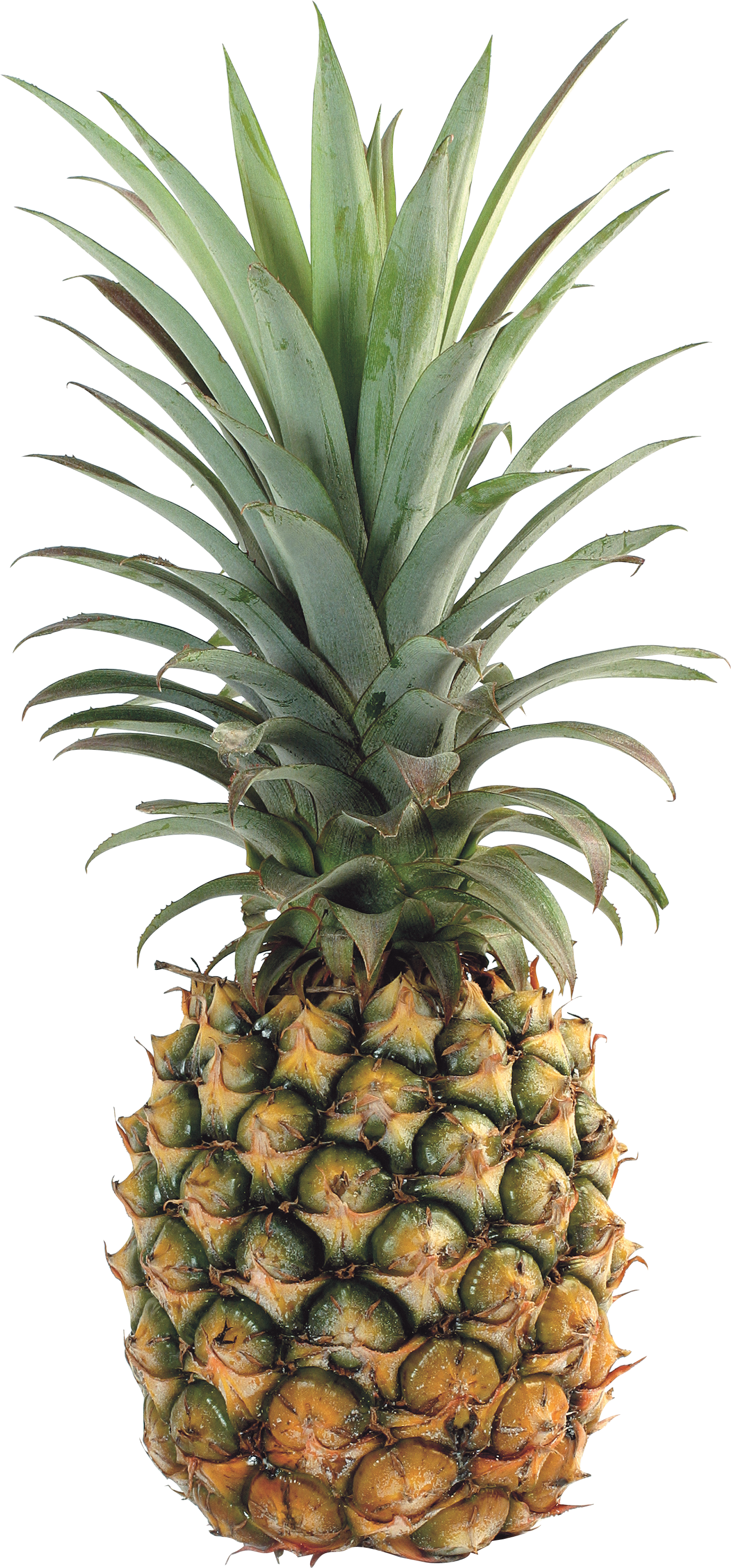 Pineapple Png Images Free Pictures Download Svg Free - Pineapple (1379x2957), Png Download