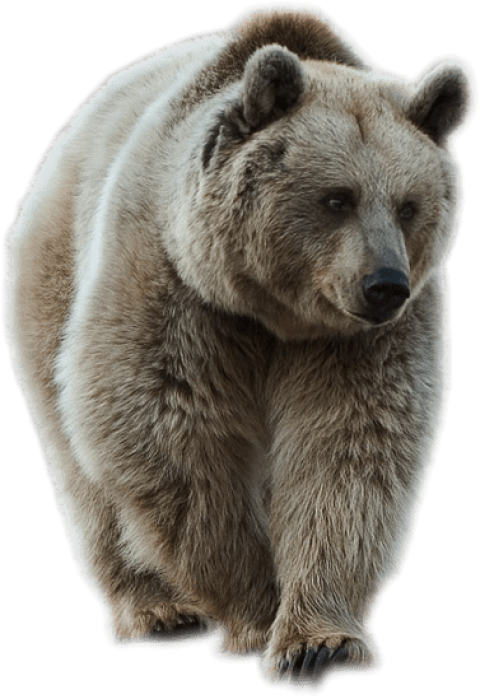 Transparent Brown Bear Png Picture - Bear Png (377x549), Png Download