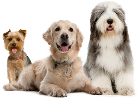 Dogs - Dog Training Collar `k9 Ii` (469x330), Png Download