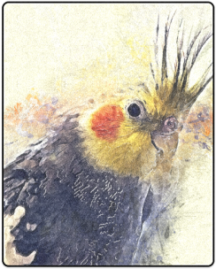 Parrot Blanket 40"x50" - Cockatiel Watercolor (500x500), Png Download