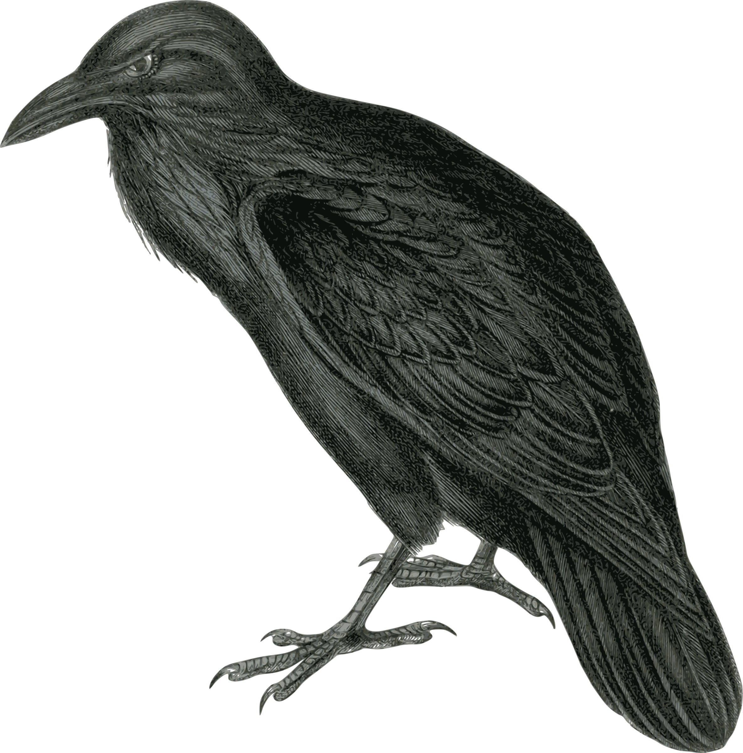Free - Raven Clipart (600x608), Png Download