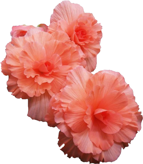 Pink Flowers - Transparent Flowers (500x578), Png Download