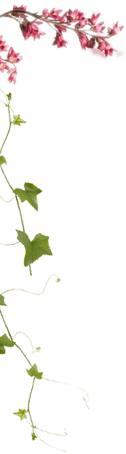 Bonus Material (185x662), Png Download