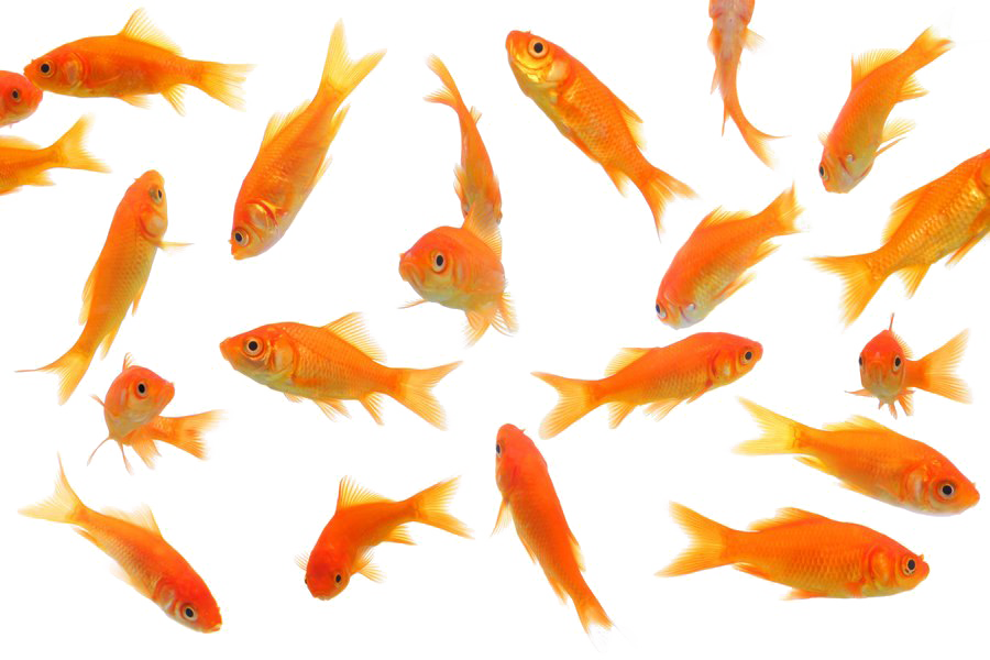 Fish Image In Png (900x600), Png Download