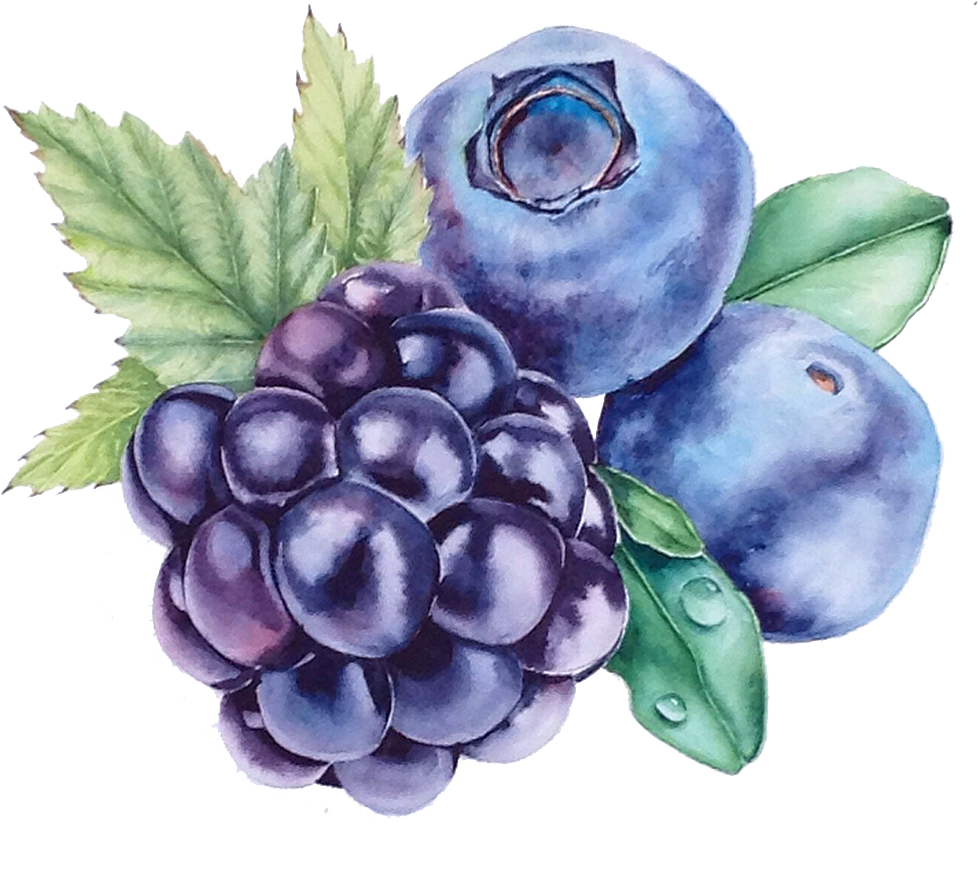 Grape Blueberry Watercolor Painting Bilberry - Blueberry Painting (1100x963), Png Download