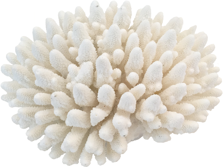 Png Coral - Coral Png (1000x750), Png Download