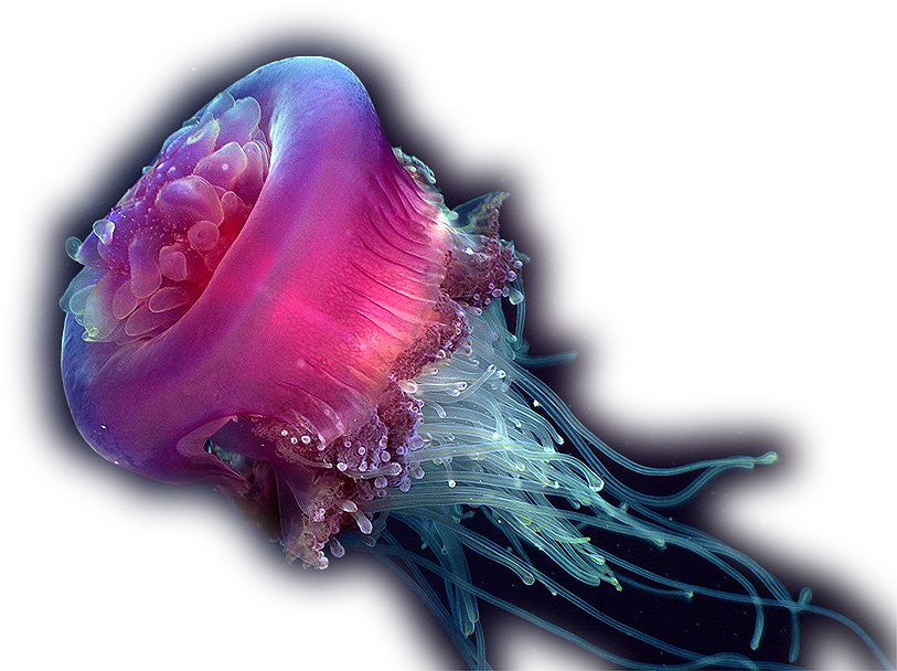 Jellyfish Pendant, Jellyfish Art Necklace, Jellyfish (813x608), Png Download