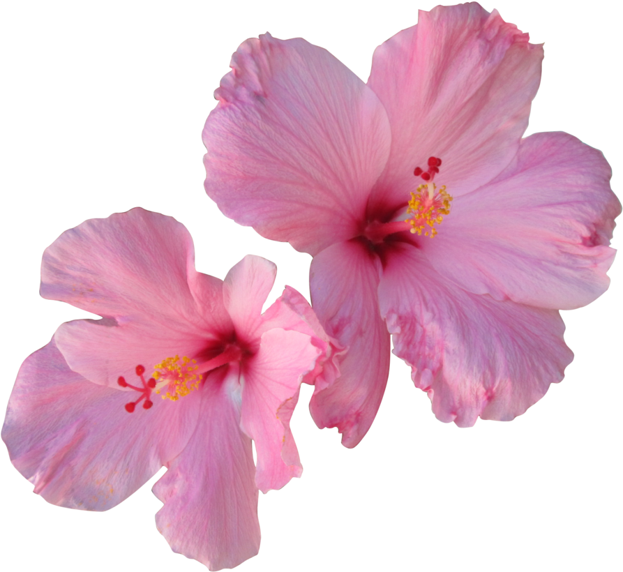 Hibiscus Png Free Download - Transparent Hibiscus (935x854), Png Download