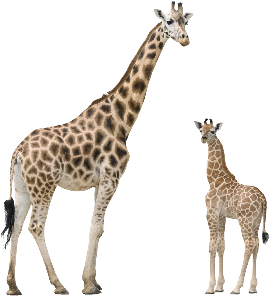 Download Hd Giraffe Png Transparent Png Image Nicepng Com