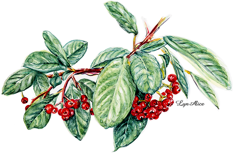 Cotoneaster ~ Watercolor Sugar Maple - Watercolor Painting (820x597), Png Download
