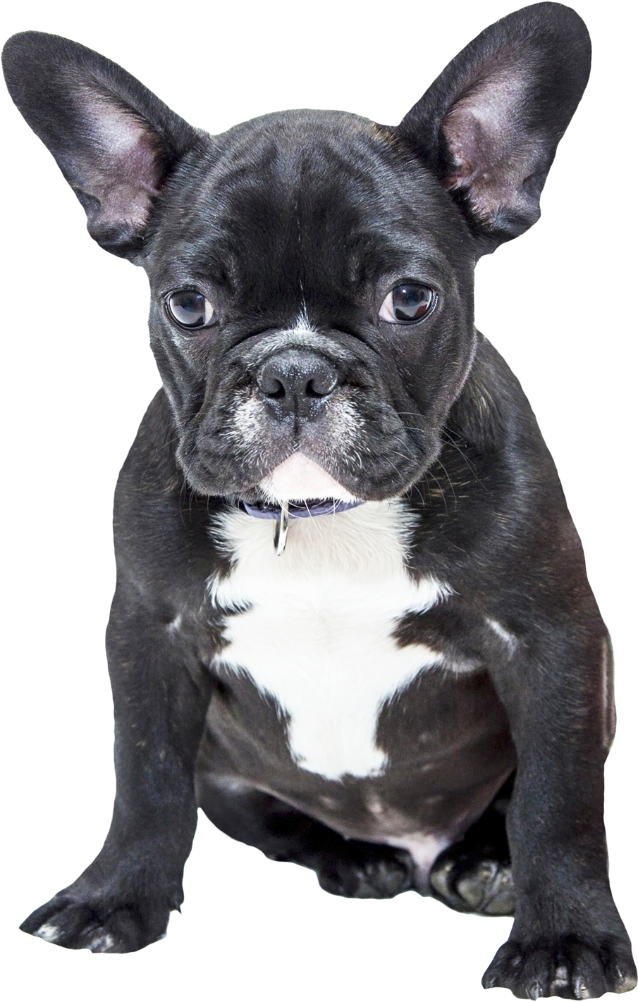 Bulldog Png Transparent Image - Bull Dog Png (1150x1571), Png Download