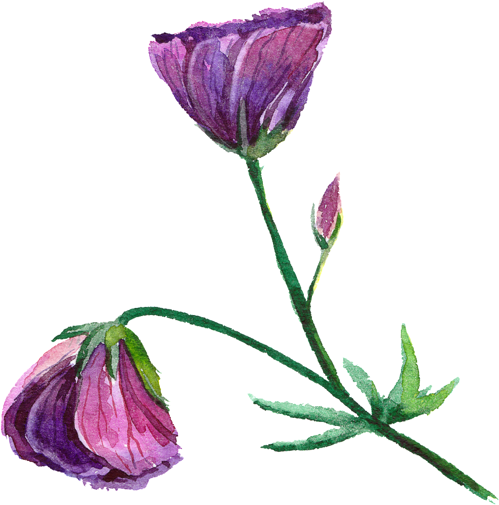 Purple Fashion Transparent Watercolor Flowers - Watercolor Flowerstransparent (1024x1024), Png Download