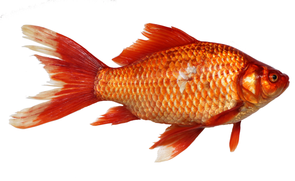 Carassius Gibelio By George Chernilevsky - Fish Transparent Background (1000x588), Png Download