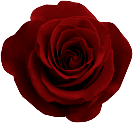 Free Png Red Rose Png Images Transparent - Roses Red Png (480x480), Png Download