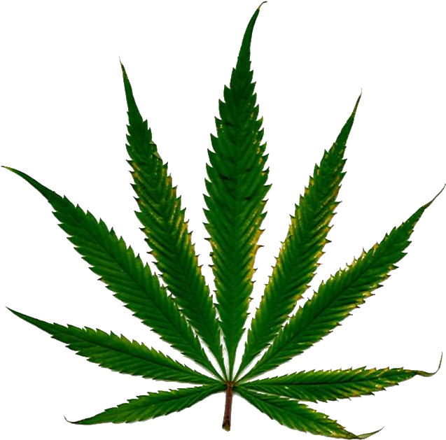 Cannabis Leaf - Marijuana Leaf White Background (640x635), Png Download