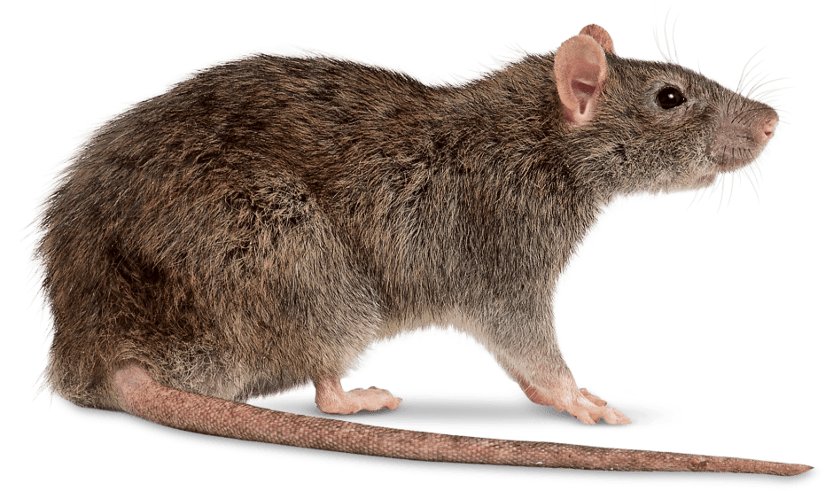 Rat Right - Rat Png (960x565), Png Download