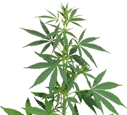 Cannabis Png Images Free Download - Cannabis Sativa Png (504x457), Png Download