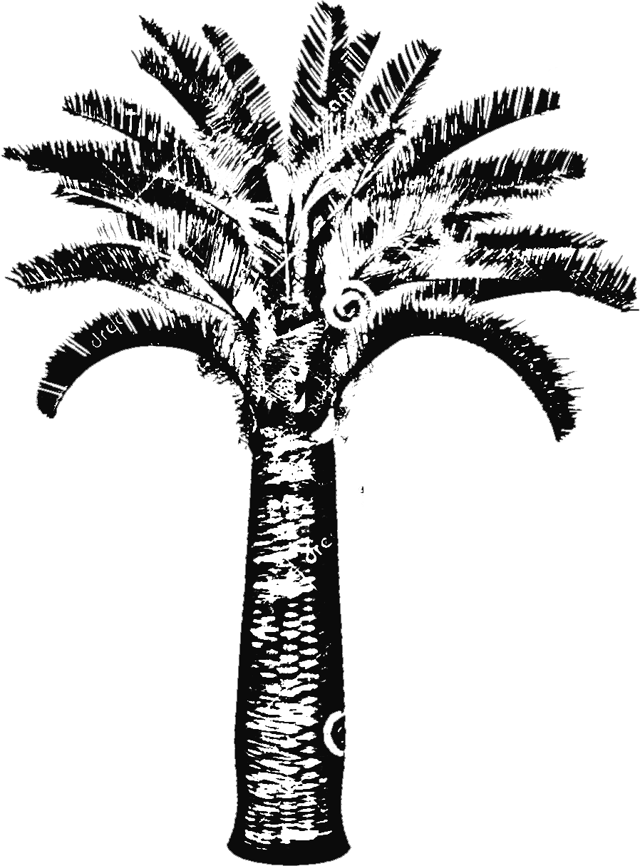 Butia Capitata Jelly Palm Big Plant Nursery - Tree Trunk Palms Drawing (898x1214), Png Download