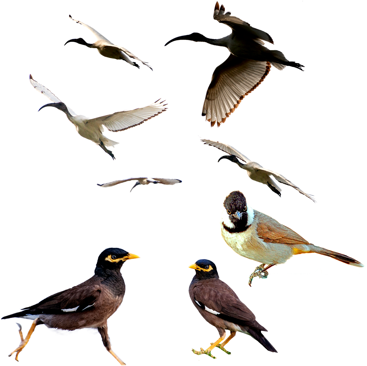 Birds,mina Bird,animal,white Ibis,white Eared Bulbul,png, - Bird (1252x1280), Png Download