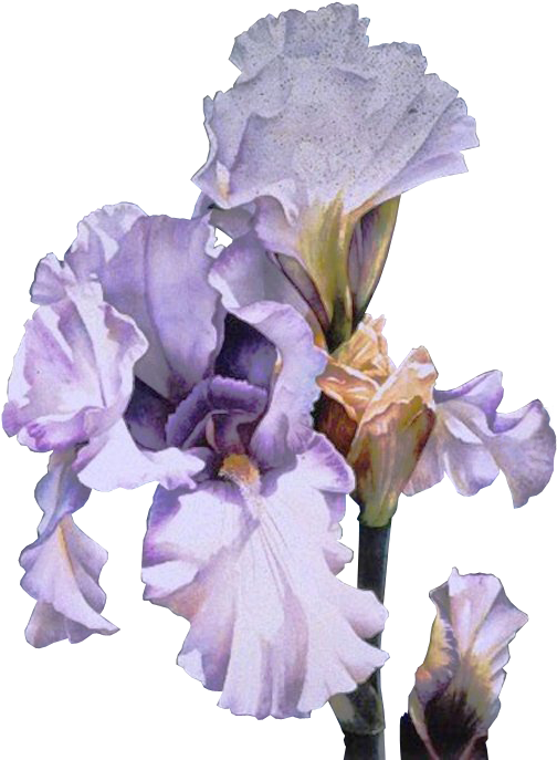 Lavender Iris Watercolors Pinterest Watercolor And - Arleta Pech - Lavender And Lace Signed Open Edition (526x693), Png Download