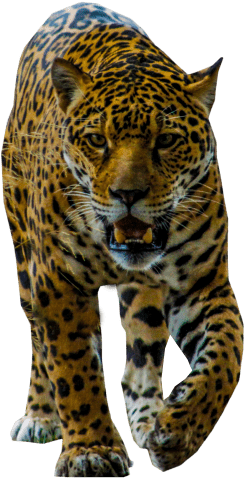 Free Png Jaguar Walking Png Images Transparent - Leopard (850x567), Png Download