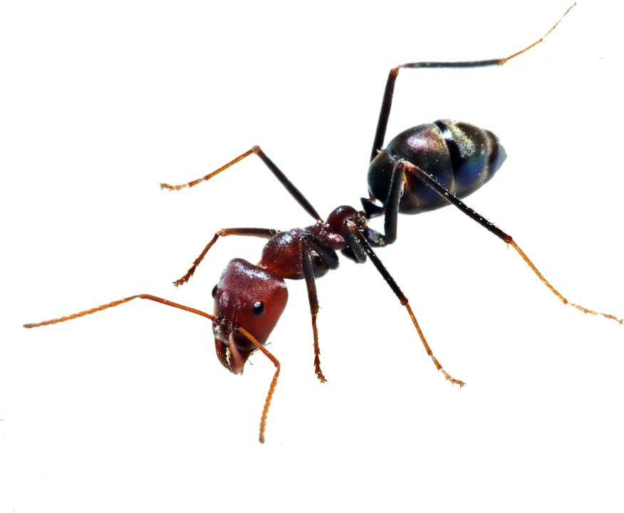 Ant Png (1000x750), Png Download