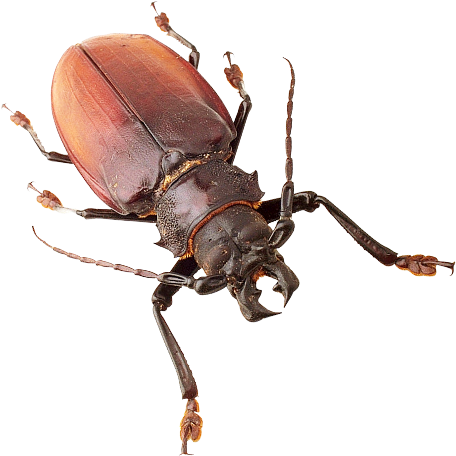 Free Png Insect Png Images Transparent - Insects Png (480x497), Png Download