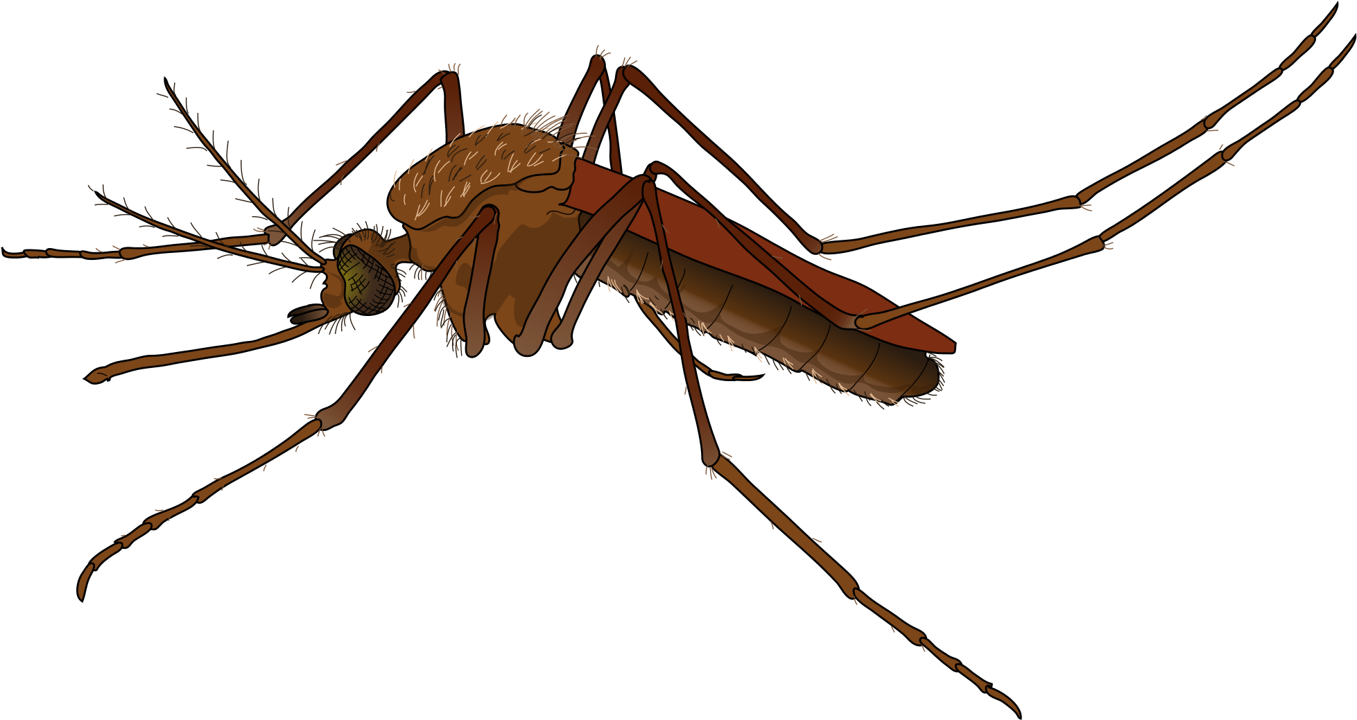 Mosquito Png (2000x1078), Png Download
