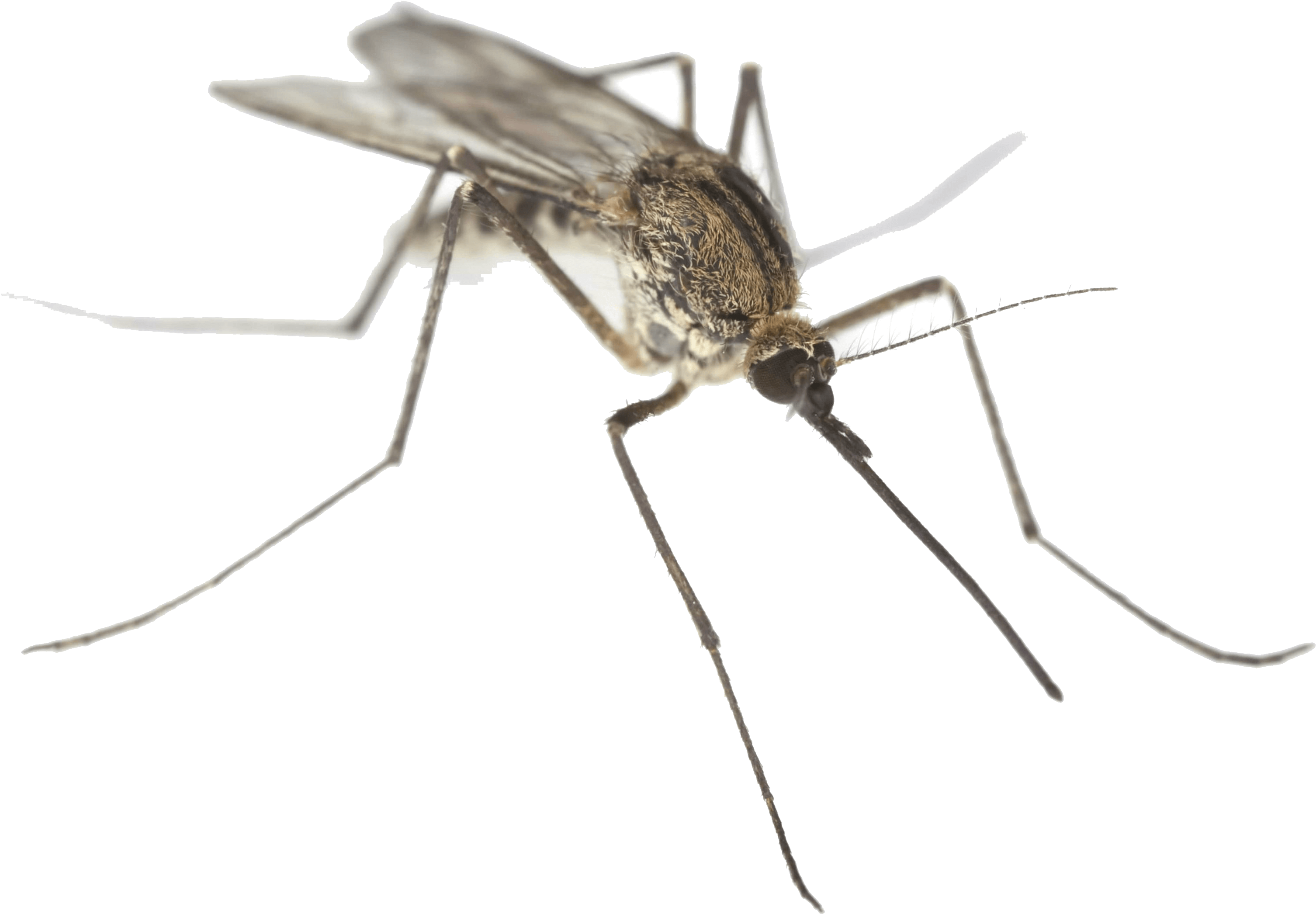 Mosquito Close Up - Missouri Mosquitoes (3000x2218), Png Download