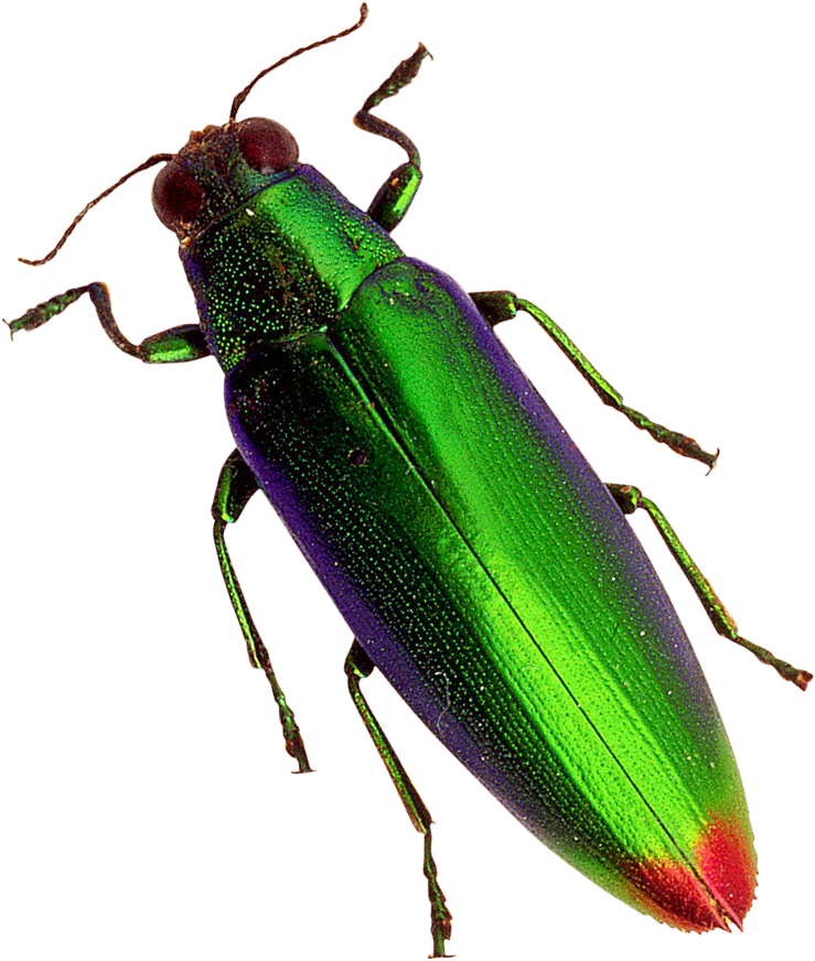 Beetle Png (850x1018), Png Download