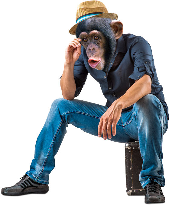 Crazy Animals - Monkey Business - (region 1 Import Dvd) (694x900), Png Download
