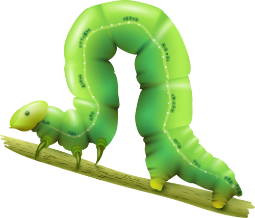Insects Illustrations Vector - Realistic Caterpillar Clip Art (500x428), Png Download