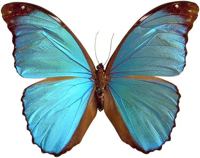 Mariposas Para Decoupage - Butterfly High Res (641x506), Png Download