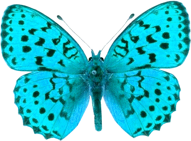 Butterfly Crazy Luxury Png Images - Butterfly Pictures Transparent Background Png (454x354), Png Download