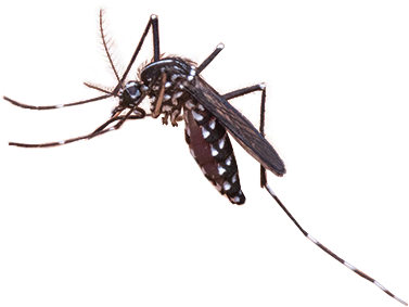 Mosquito Png Clip Art Royalty Free Library - Mosquito Png (500x350), Png Download