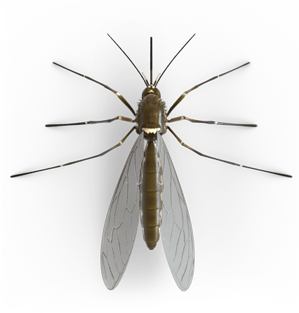 Mosquito (425x600), Png Download