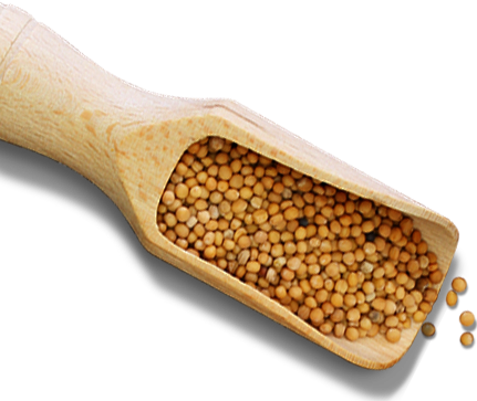 Plochman's Exclusively Uses - Mustard Seed Png (431x363), Png Download
