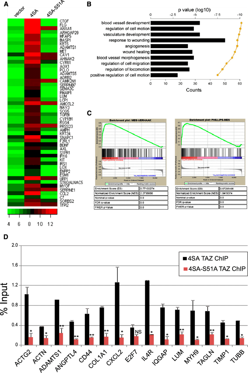Global Mes Differentiation Induced By Taz-tead Via - Heat Map (850x1281), Png Download