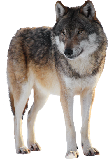 Lobo Png - Lobo En Png (429x542), Png Download