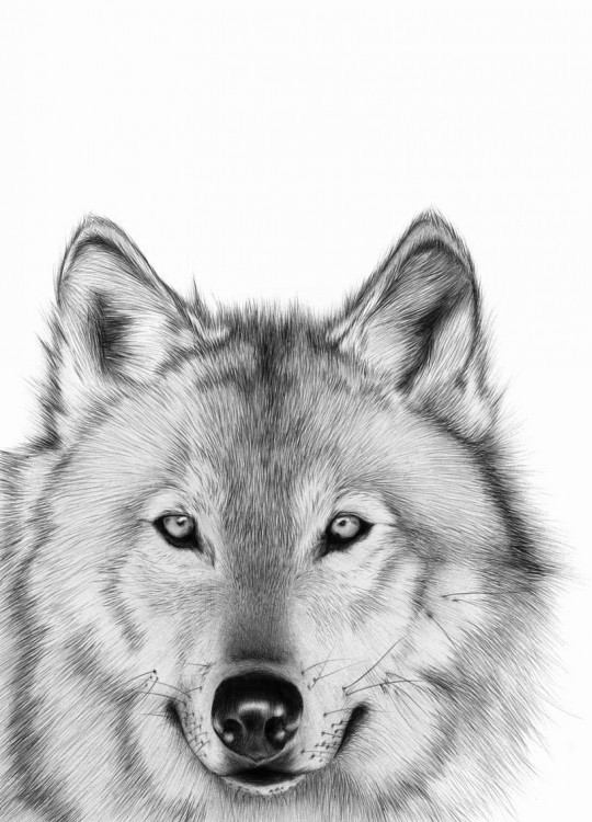 Lobo Blanco Png - Mark Making Art Animal (540x750), Png Download