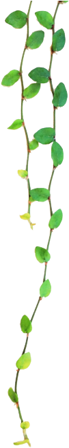 Tropical Transparent Tumblr - Leaves Tumblr Transparent (500x673), Png Download