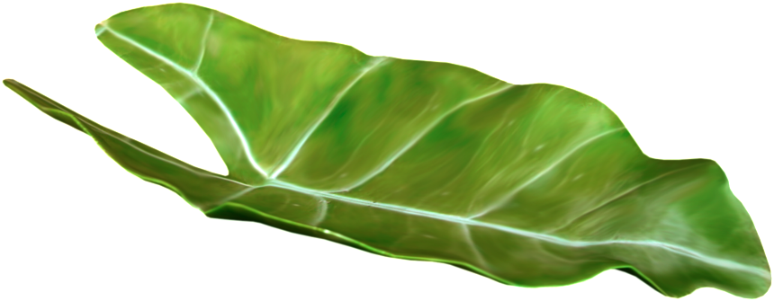 Large Leaf Cartoon Transparent Free Download Png - Hojas Tropicales Png (1024x580), Png Download
